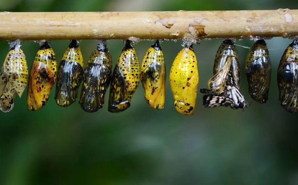 Stage 3: Chrysalis (Pupa) – The Magical Transformation!